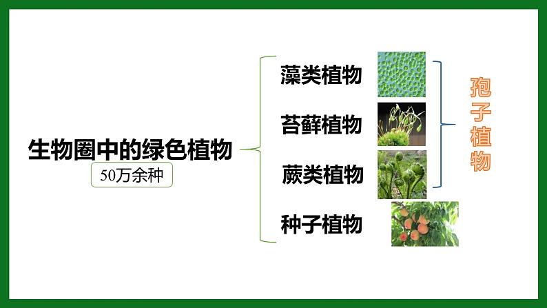人教版(2024)七年级生物上册第二单元1.2种子植物ppt精品课件03