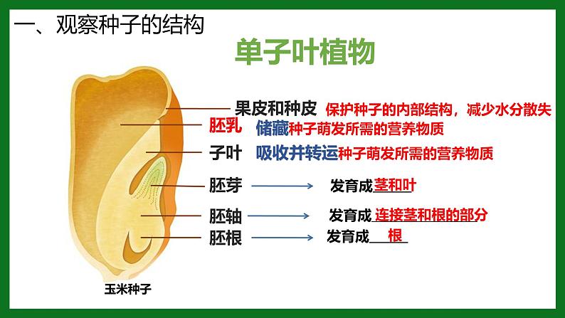 人教版(2024)七年级生物上册第二单元1.2种子植物ppt精品课件07