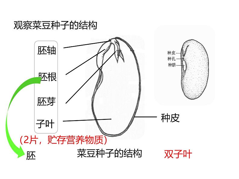 人教版(2024)七年级生物上册第二单元1.2种子植物ppt课件精品06