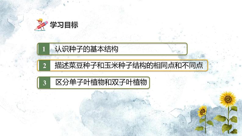 人教版(2024)七年级生物上册第二单元1.2种子植物精品课件03