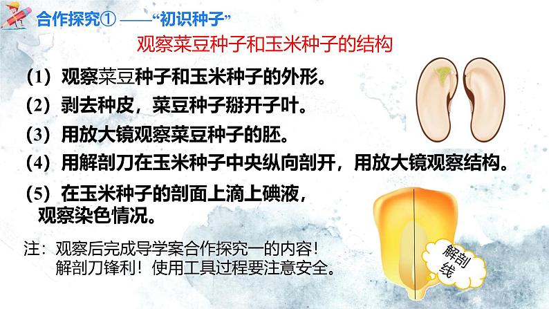 人教版(2024)七年级生物上册第二单元1.2种子植物精品课件06
