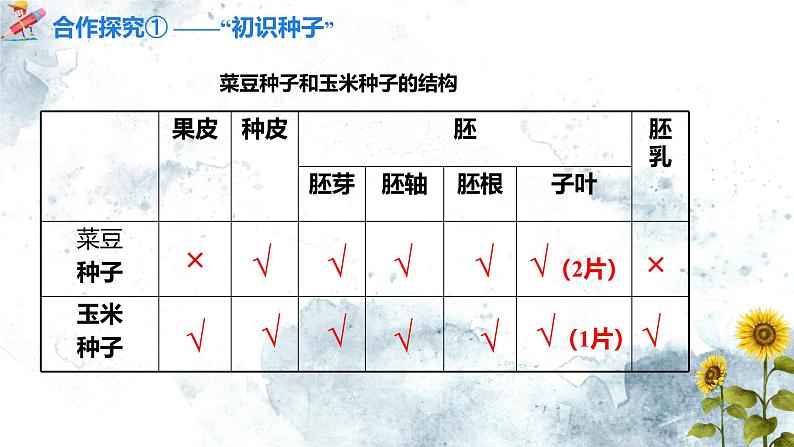 人教版(2024)七年级生物上册第二单元1.2种子植物精品课件07