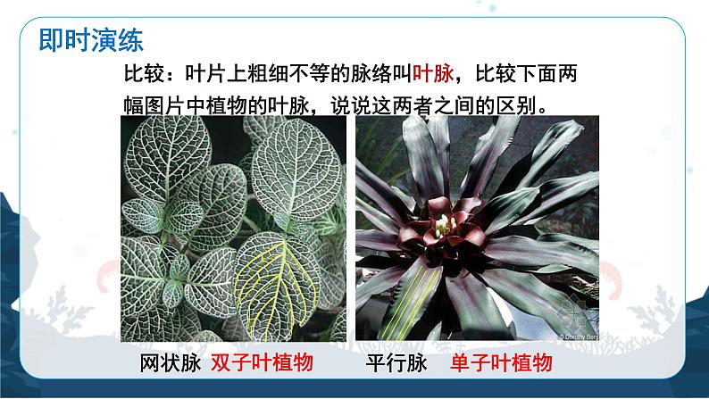 人教版(2024)七年级生物上册第二单元1.2种子植物精品课件ppt07