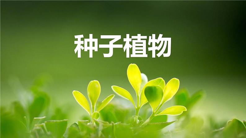 人教版(2024)七年级生物上册第二单元1.2种子植物课件第1页