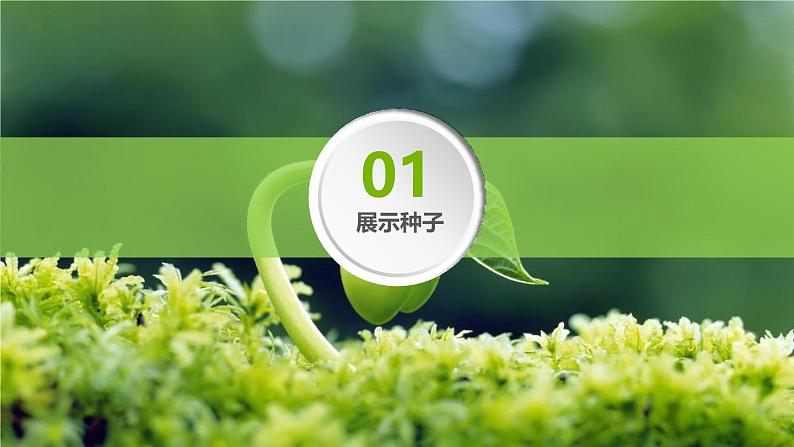 人教版(2024)七年级生物上册第二单元1.2种子植物课件第3页