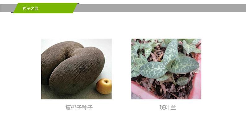 人教版(2024)七年级生物上册第二单元1.2种子植物课件第4页