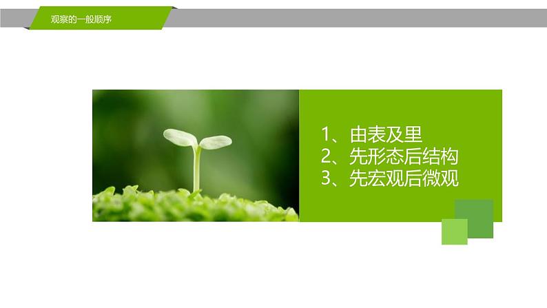 人教版(2024)七年级生物上册第二单元1.2种子植物课件第6页