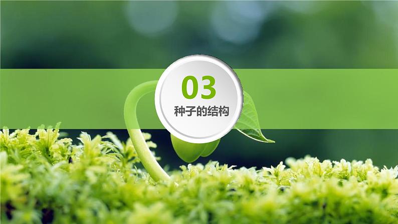 人教版(2024)七年级生物上册第二单元1.2种子植物课件第7页