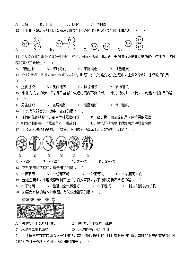 山东省德州市宁津县第四实验中学多校2024-2025学年七年级上学期期中生物学试题第2页