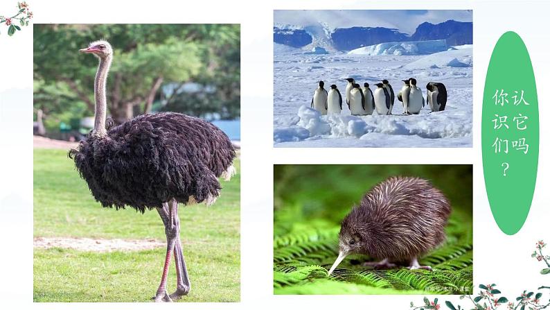 人教版生物七年级上册2.2.2《脊椎动物-鸟和哺乳动物》(课件)第3页