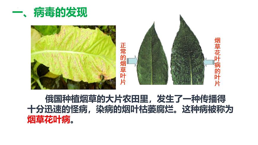 人教版生物七年級(jí)上冊(cè)2.3.4《病毒》課件第4頁(yè)