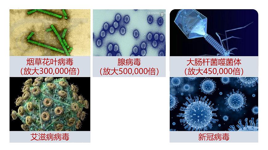 人教版生物七年級(jí)上冊(cè)2.3.4《病毒》課件第8頁(yè)