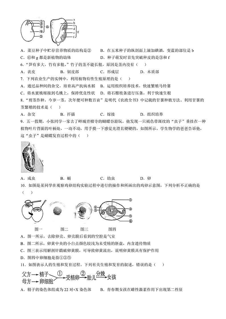 山东省枣庄市市中区2024~2025学年八年级(上)期中生物试题(含答案)第2页