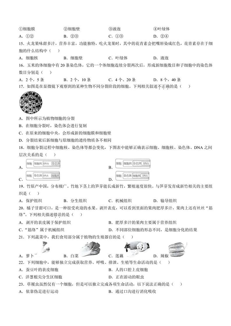 安徽省蚌埠市2024~2025学年七年级(上)期中生物试卷(含答案)第3页
