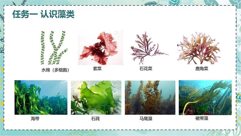 初中 生物 人教版(2024) 七年级上册(2024) 第二单元 多种多样的生物 第一章 植物的类群 第一节 藻类、 苔藓和蕨类 课件02