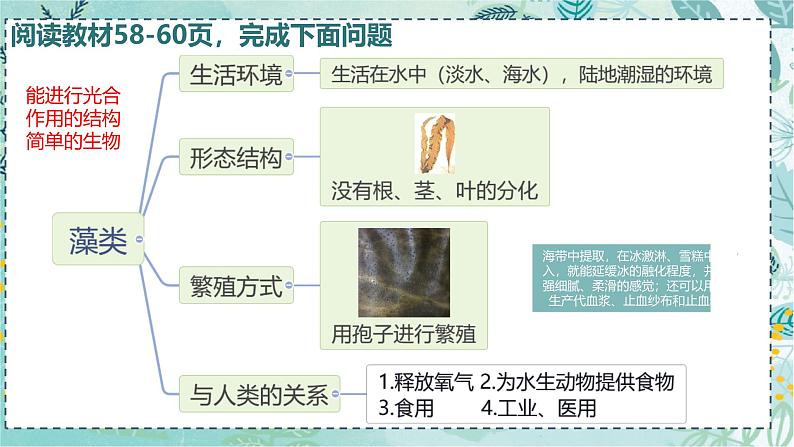 初中 生物 人教版(2024) 七年级上册(2024) 第二单元 多种多样的生物 第一章 植物的类群 第一节 藻类、 苔藓和蕨类 课件03