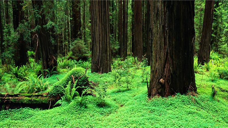 初中 生物 人教版(2024) 七年级上册(2024) 第二单元 多种多样的生物 第一章 植物的类群 第一节 藻类、 苔藓和蕨类 课件05