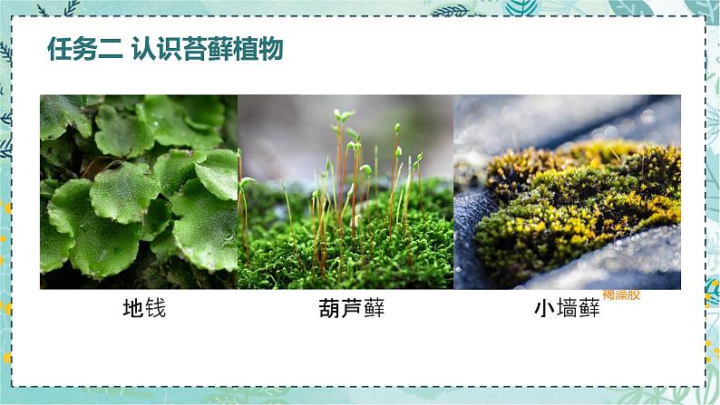 初中 生物 人教版(2024) 七年级上册(2024) 第二单元 多种多样的生物 第一章 植物的类群 第一节 藻类、 苔藓和蕨类 课件06