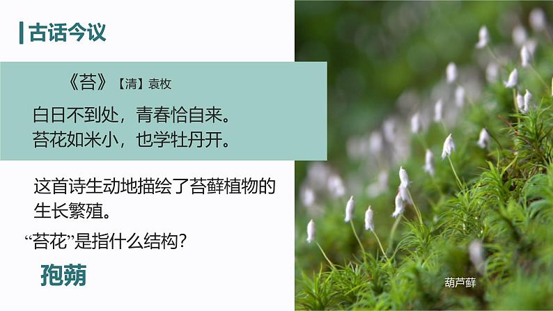 初中 生物 人教版(2024) 七年级上册(2024) 第二单元 多种多样的生物 第一章 植物的类群 第一节 藻类、 苔藓和蕨类 课件08