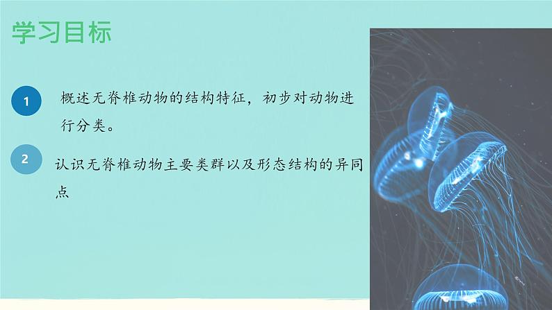 初中 生物 人教版(2024) 七年级上册 第二单元 第二章 动物的类群 第一节 无脊椎动物 课件第2页