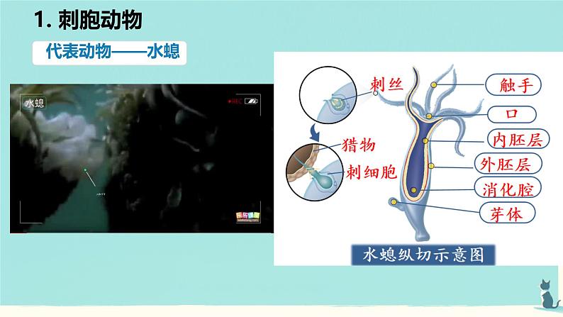 初中 生物 人教版(2024) 七年级上册 第二单元 第二章 动物的类群 第一节 无脊椎动物 课件第5页