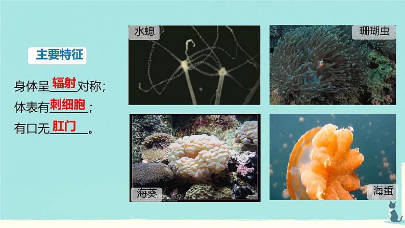 初中 生物 人教版(2024) 七年级上册 第二单元 第二章 动物的类群 第一节 无脊椎动物 课件第6页