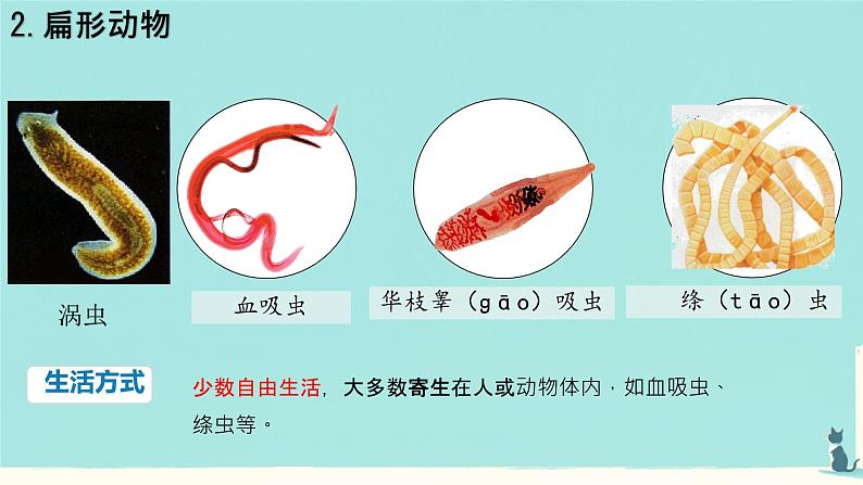 初中 生物 人教版(2024) 七年级上册 第二单元 第二章 动物的类群 第一节 无脊椎动物 课件第7页