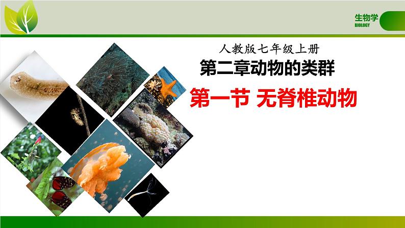 初中 生物 人教版(2024) 七年级上册 第二单元 第二章 动物的类群 第一节 无脊椎动物 课件01