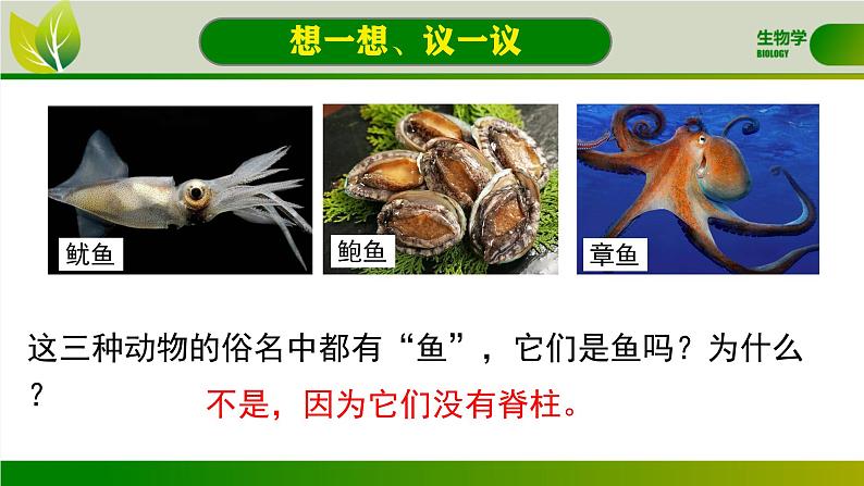 初中 生物 人教版(2024) 七年级上册 第二单元 第二章 动物的类群 第一节 无脊椎动物 课件03