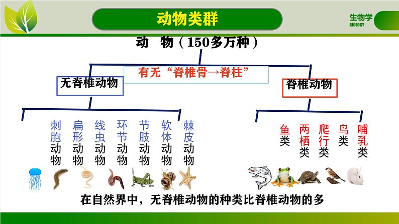 初中 生物 人教版(2024) 七年级上册 第二单元 第二章 动物的类群 第一节 无脊椎动物 课件05