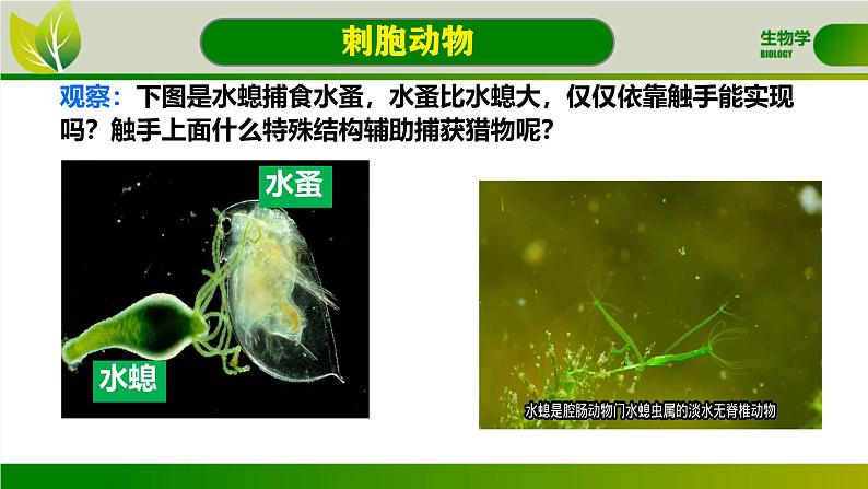 初中 生物 人教版(2024) 七年级上册 第二单元 第二章 动物的类群 第一节 无脊椎动物 课件06