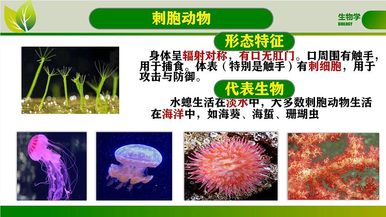 初中 生物 人教版(2024) 七年级上册 第二单元 第二章 动物的类群 第一节 无脊椎动物 课件07