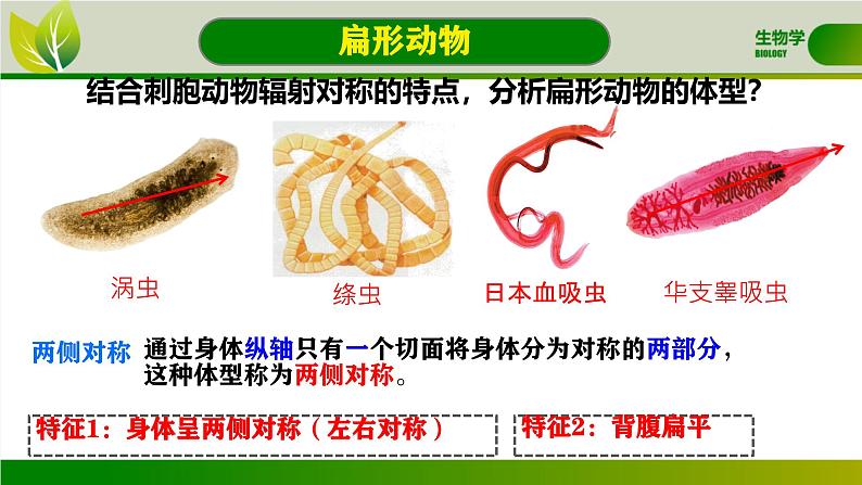 初中 生物 人教版(2024) 七年级上册 第二单元 第二章 动物的类群 第一节 无脊椎动物 课件08