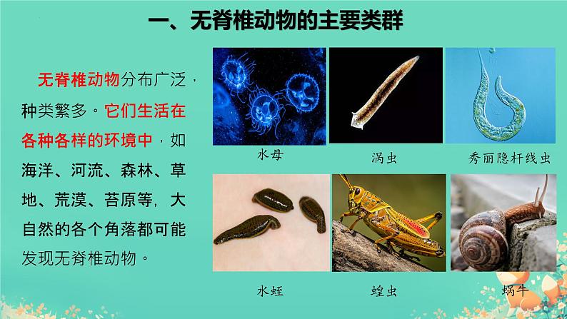 初中 生物 人教版(2024) 七年级上册 第二单元 第二章 动物的类群 第一节 无脊椎动物 课件第5页