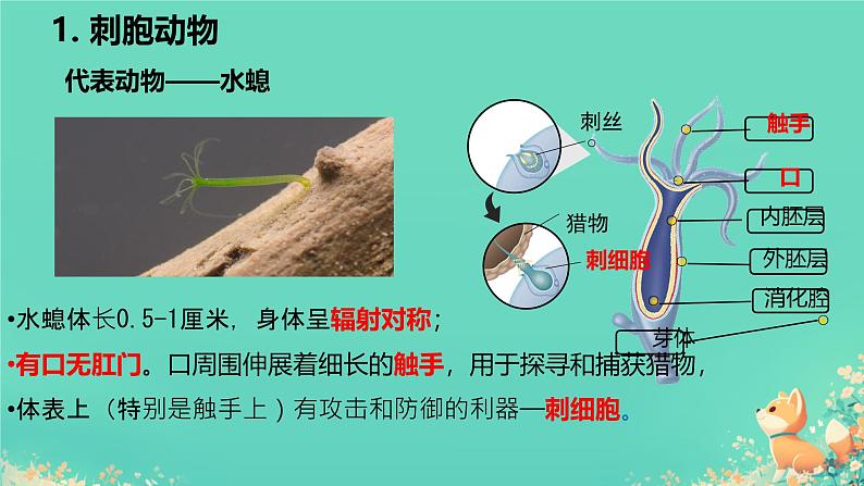 初中 生物 人教版(2024) 七年级上册 第二单元 第二章 动物的类群 第一节 无脊椎动物 课件第6页