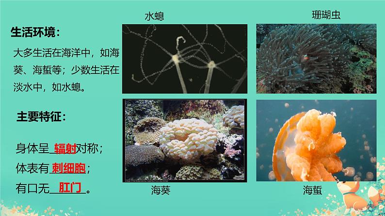 初中 生物 人教版(2024) 七年级上册 第二单元 第二章 动物的类群 第一节 无脊椎动物 课件第7页