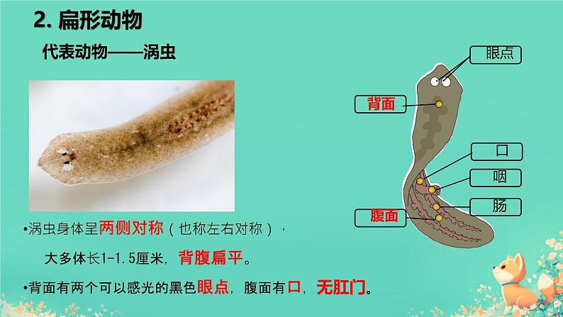 初中 生物 人教版(2024) 七年级上册 第二单元 第二章 动物的类群 第一节 无脊椎动物 课件第8页
