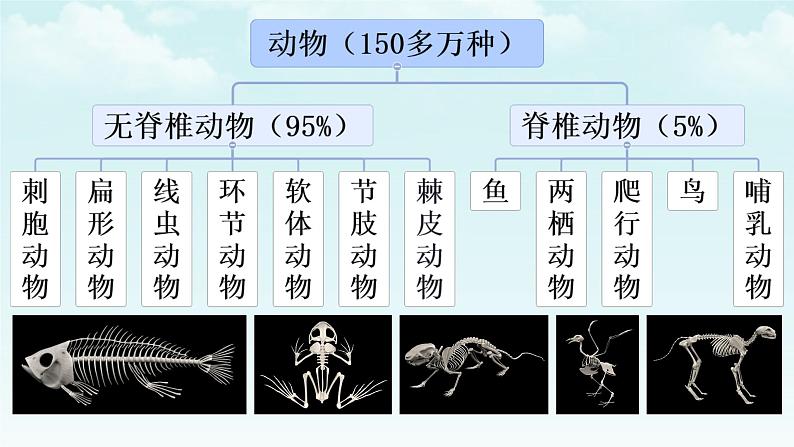 初中 生物 人教版(2024) 七年级上册 第二单元 第二章 动物的类群 第一节 无脊椎动物 课件01