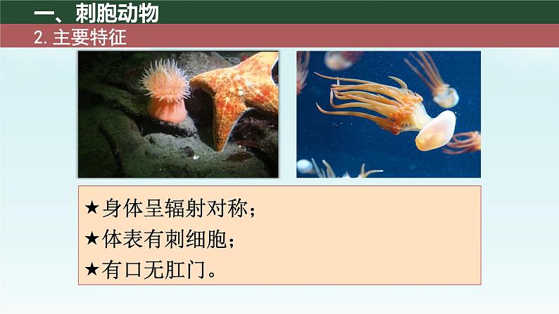 初中 生物 人教版(2024) 七年级上册 第二单元 第二章 动物的类群 第一节 无脊椎动物 课件05