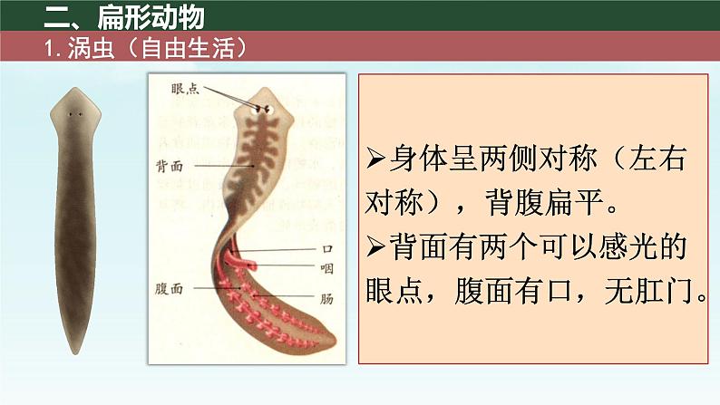 初中 生物 人教版(2024) 七年级上册 第二单元 第二章 动物的类群 第一节 无脊椎动物 课件06