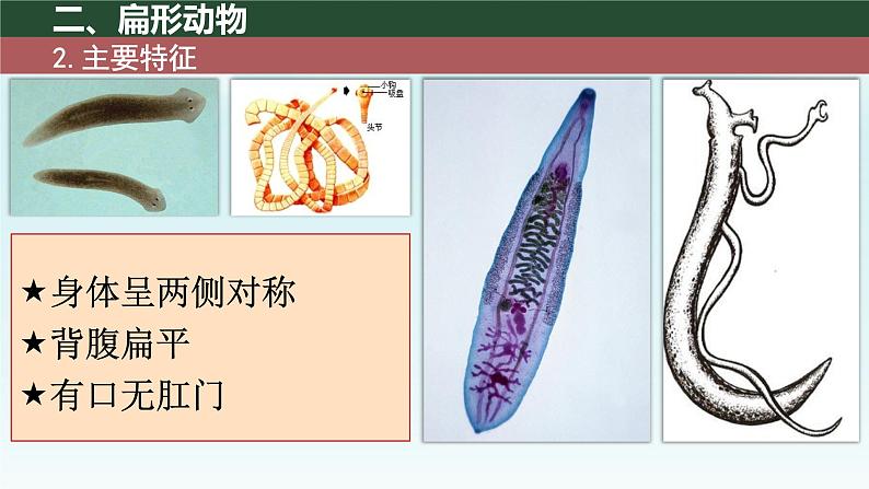 初中 生物 人教版(2024) 七年级上册 第二单元 第二章 动物的类群 第一节 无脊椎动物 课件07