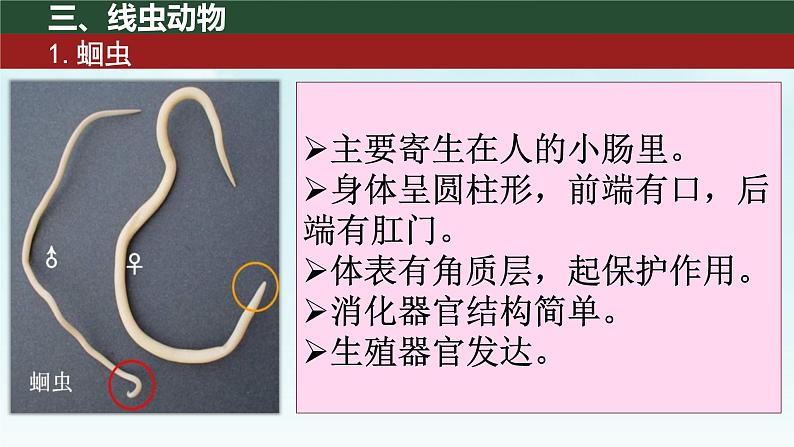 初中 生物 人教版(2024) 七年级上册 第二单元 第二章 动物的类群 第一节 无脊椎动物 课件08