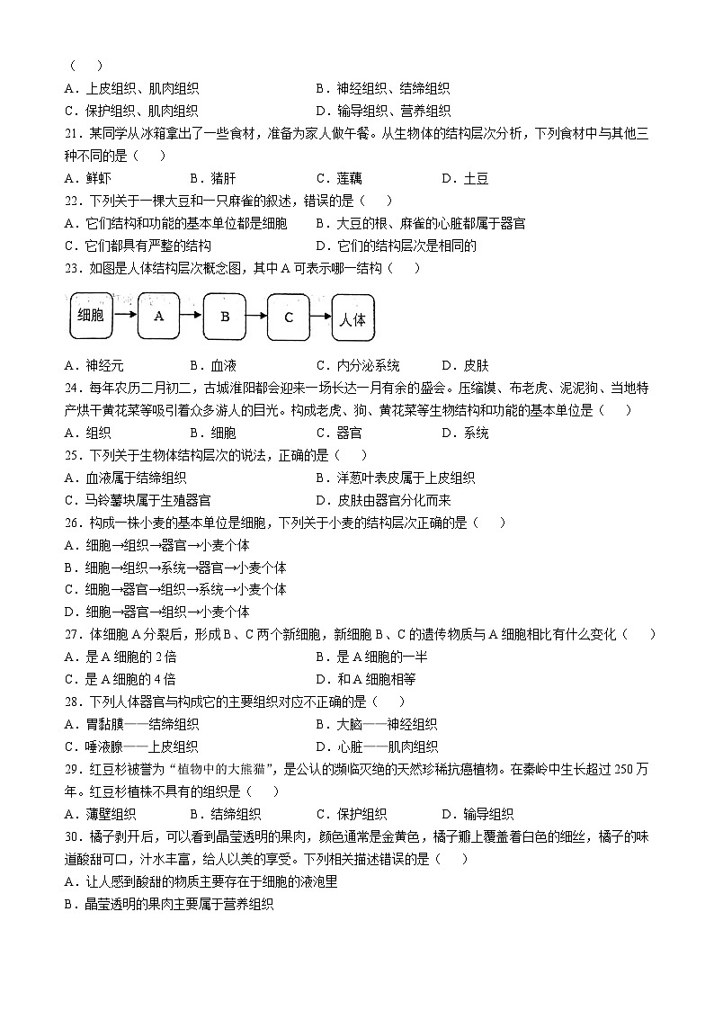 广东省湛江市廉江市良垌镇第三初级中学2024-2025学年七年级上学期期中生物试题第3页