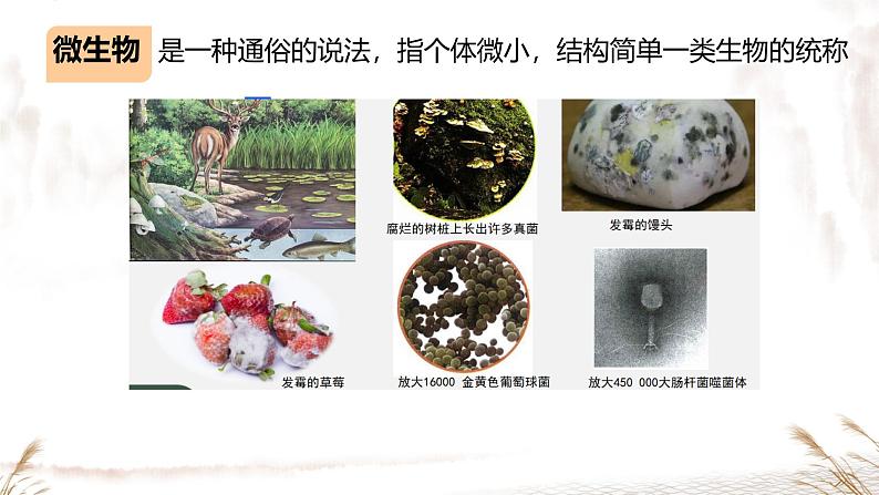 初中 生物 人教版(2024) 七年级上册 第二单元 第三章 微生物第一节 微生物的分布 课件02