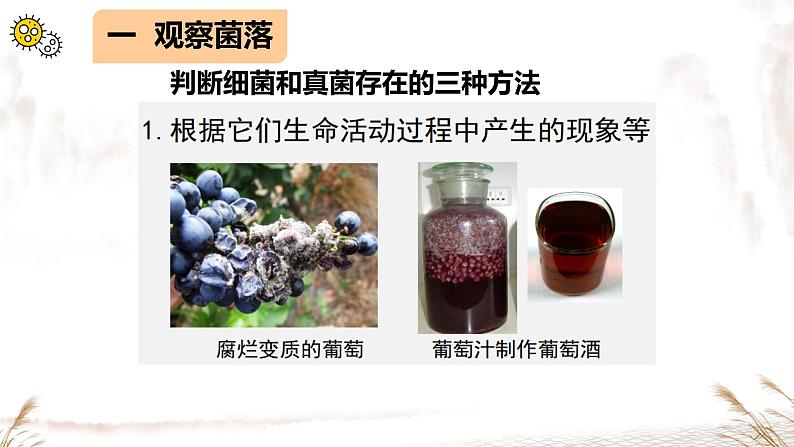 初中 生物 人教版(2024) 七年级上册 第二单元 第三章 微生物第一节 微生物的分布 课件05