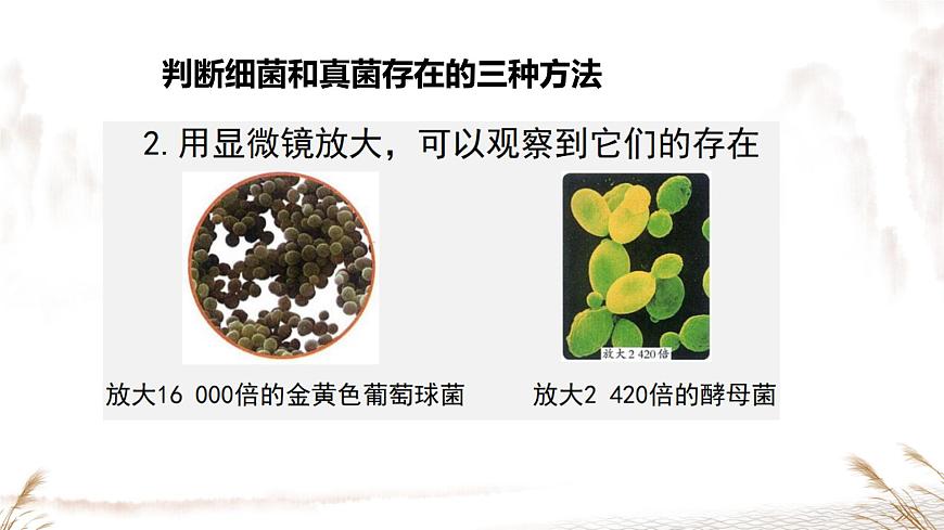 初中  生物  人教版（2024）  七年級上冊  第二單元  第三章 微生物第一節(jié) 微生物的分布 課件第6頁