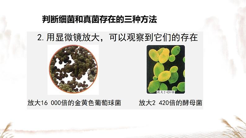 初中 生物 人教版(2024) 七年级上册 第二单元 第三章 微生物第一节 微生物的分布 课件06