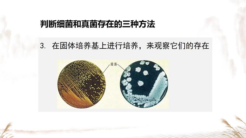 初中 生物 人教版(2024) 七年级上册 第二单元 第三章 微生物第一节 微生物的分布 课件07