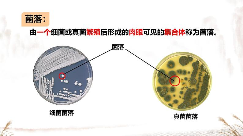 初中 生物 人教版(2024) 七年级上册 第二单元 第三章 微生物第一节 微生物的分布 课件08