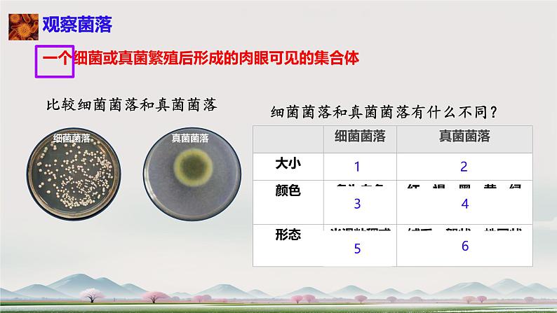 初中 生物 人教版(2024) 七年级上册 第二单元 第三章 微生物第一节 微生物的分布 课件第5页